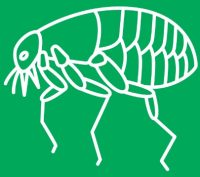 garrapatas